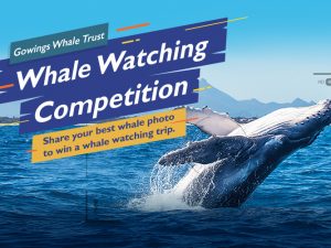 Gowings Whale Trust Whale Watching Competition 2022